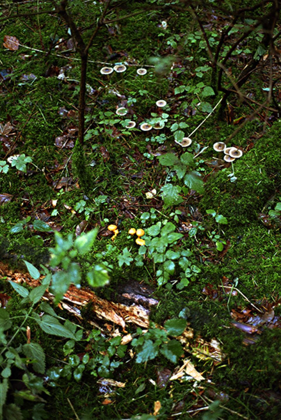 Sich um die Pilze kümmern # 02, 2010