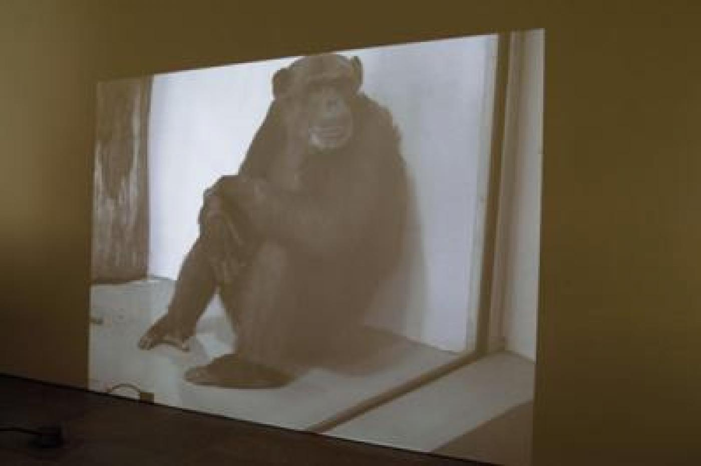 08.11.17 X. pedro cschulz 1 1