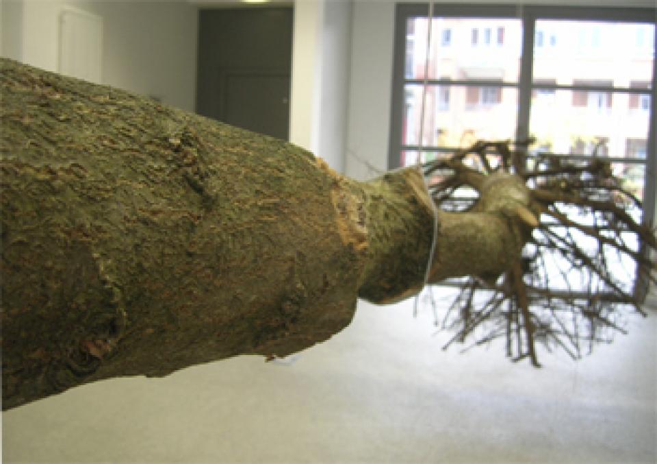 03 // Installationen Zwei Bäume, 2008,location-based installation / Atelierhaus Roter Hahn, Bremen,two trees / about 10 m x 2 m