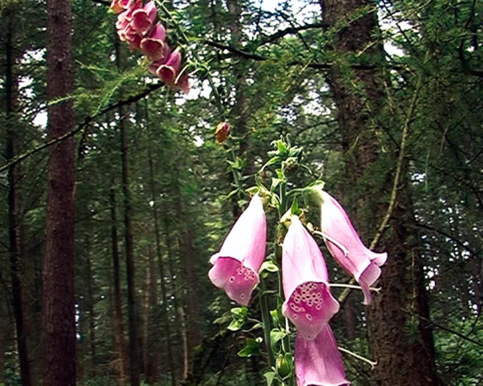  sweet dreams Herzrhythmus ,Fotoarbeit