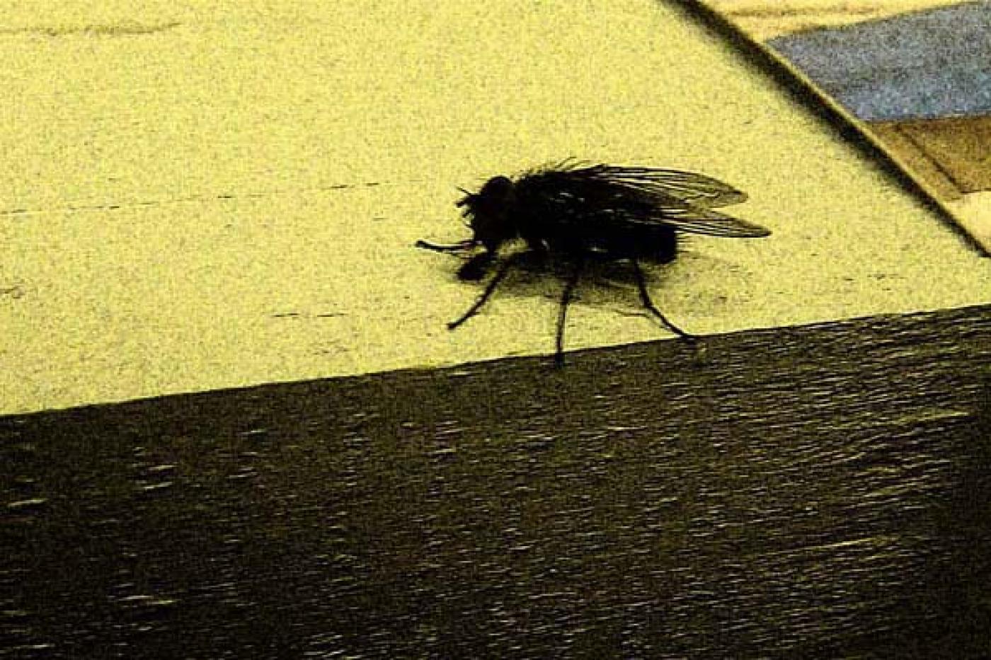 1. Brummer 019 digitale Fotoarbeit klein2