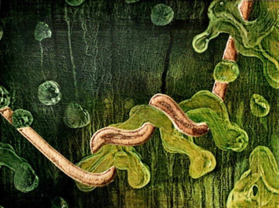 Seil,mixed technique on wood, woodcut,21 x 29 x 3,5 cm