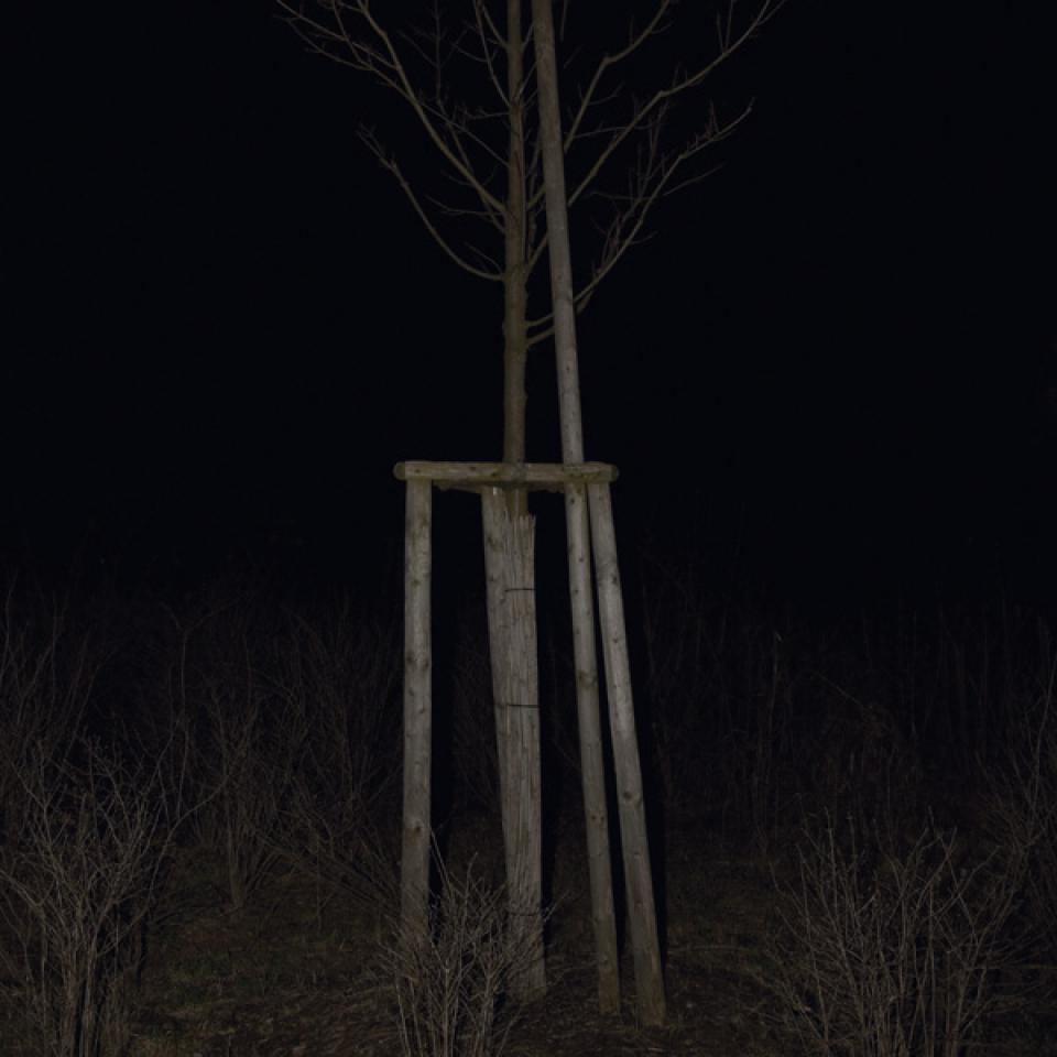 SCHWARZWEISSBAUM  01, 2009,Digital C-Print on Alu-Dibond,50 x 50 cm